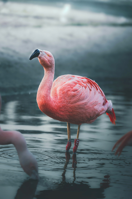 flamingo birds picture contrast elegance 