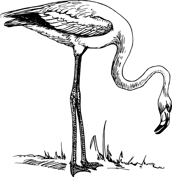 Flamingo clip art 