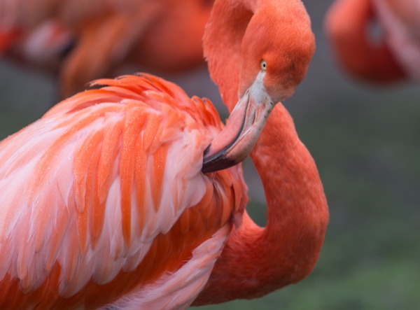 closeup of beautiful wild flamingo in nature