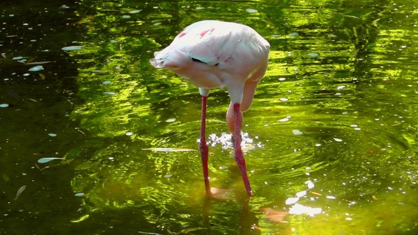 flamingo pets pink flamingo