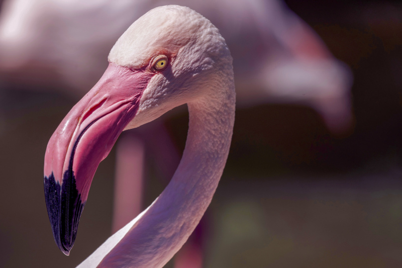 flamingo picture elegant closeup face 