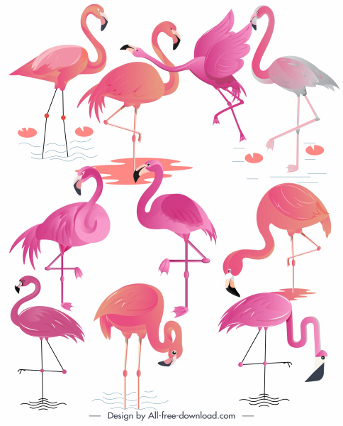 flamingo species icons colored flat sketch