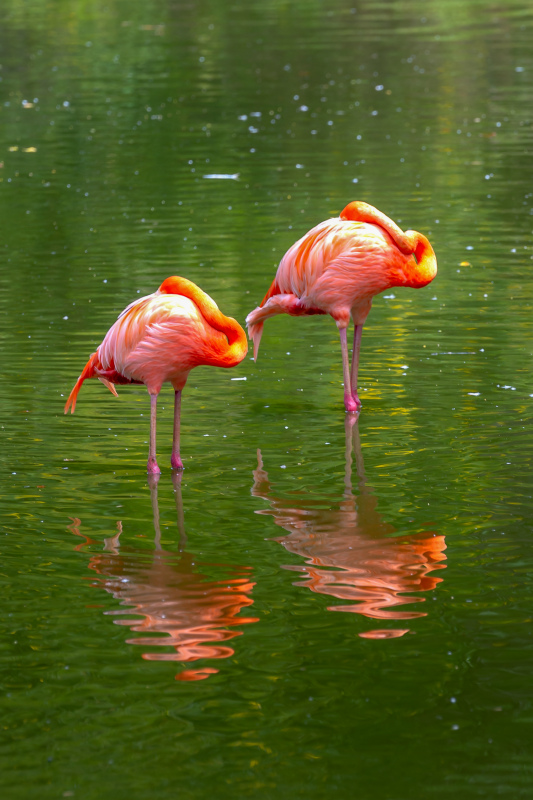 flamingo species picture elegant bright