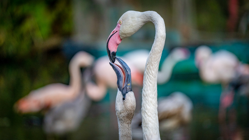 flamingo species picture elegant dynamic closeup 