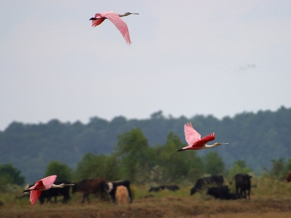 flamingos flight fly