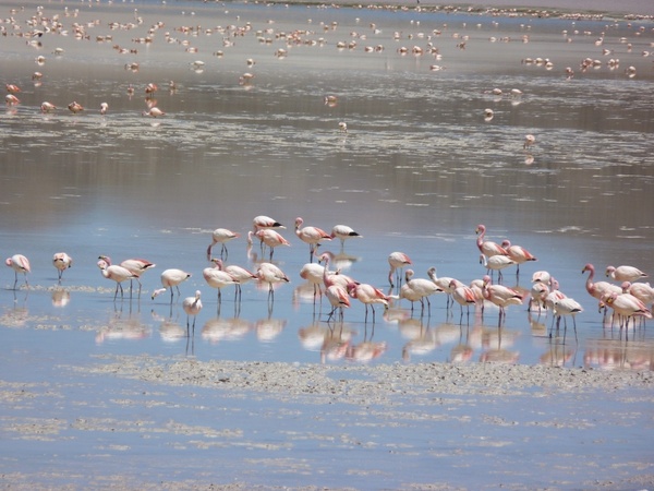 flamingos in the 