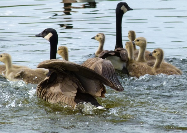 fleeing canada geese brood