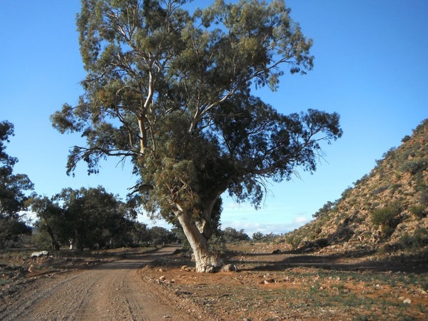 flinder039s ranges south australia 