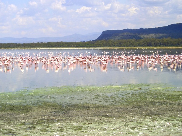 flock of pink flamingos in lake 