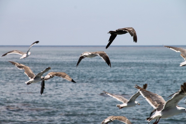 flock of seagulls flying over ocean