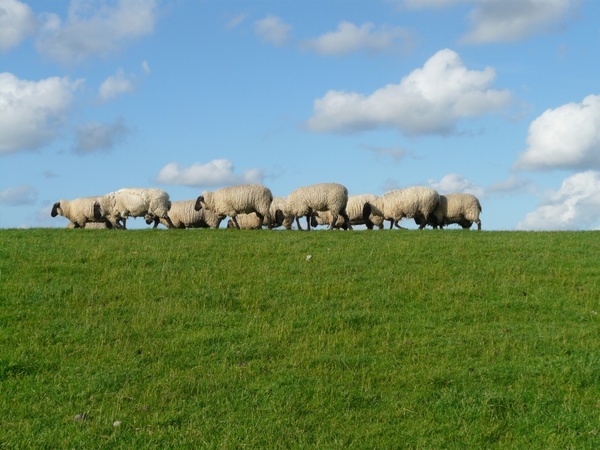 flock of sheep group sheep