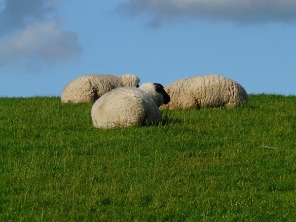 flock of sheep sheep group