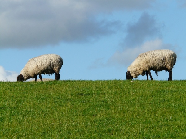 flock of sheep sheep pair
