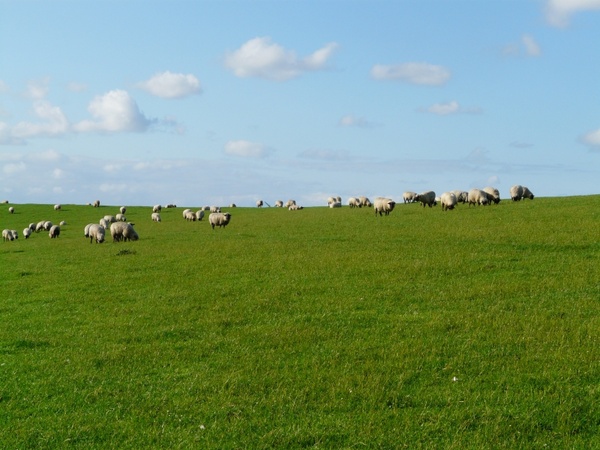 flock of sheep sheep rhã¶n sheep