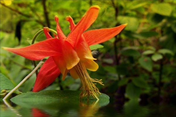flooded sitka columbine wild flower