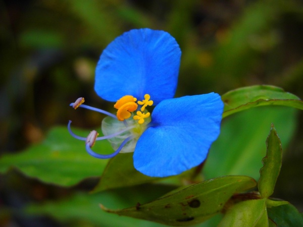 flor blue nature