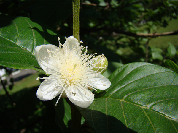 flor de goiabeira guava psidium guajava brazil amp latin america native tree