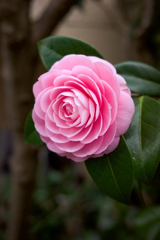 flora scene picture elegant camellia closeup 