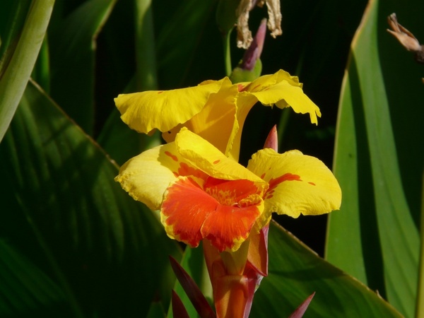 floral tube canna floral tube greenhouse