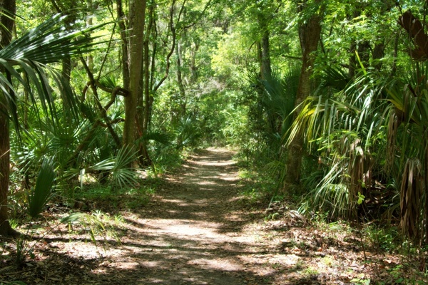 florida forest nature 