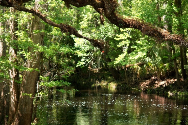 florida stream creek