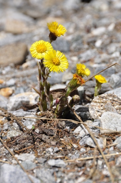 flower alpine alpine flower