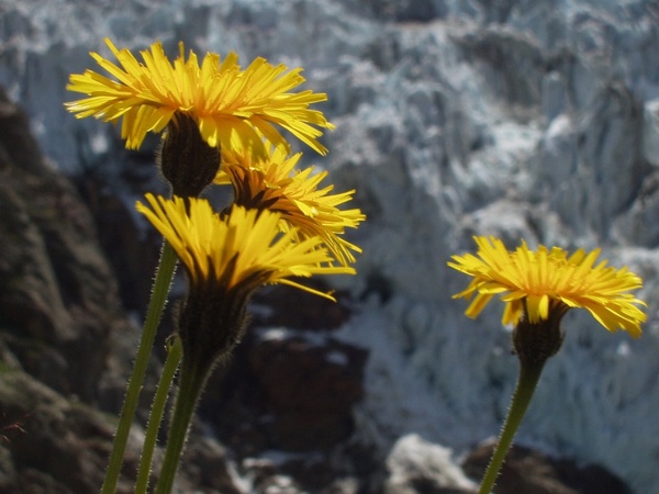 flower alpine yellow