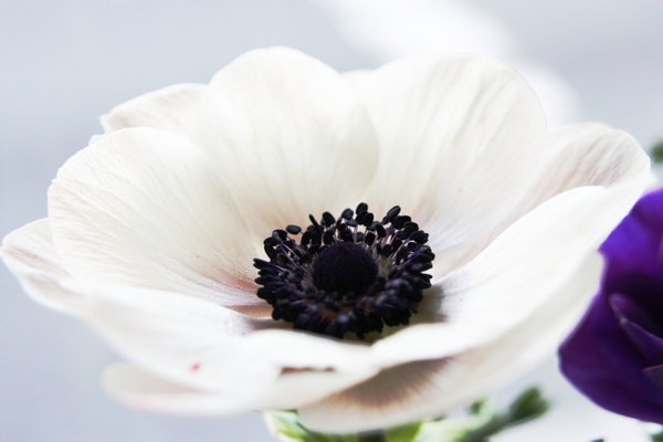 flower anemone white