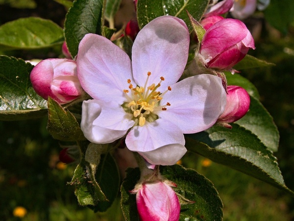 flower apple tree spring