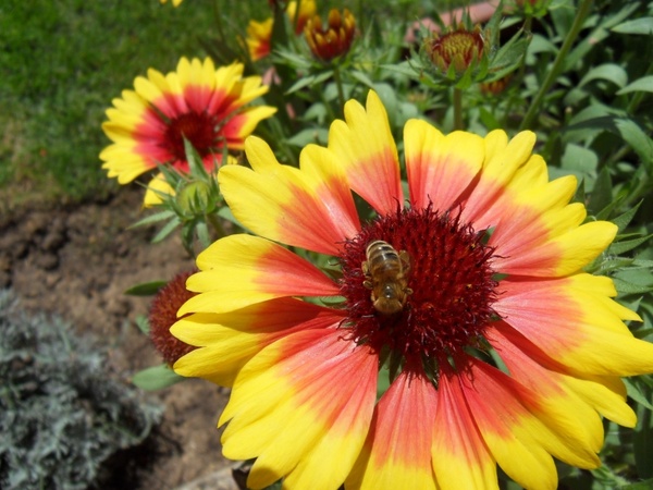 flower bee summer flowers