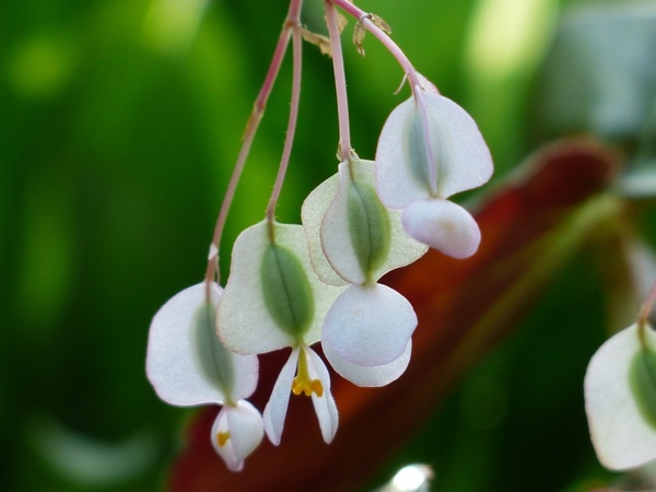 flower begonia white