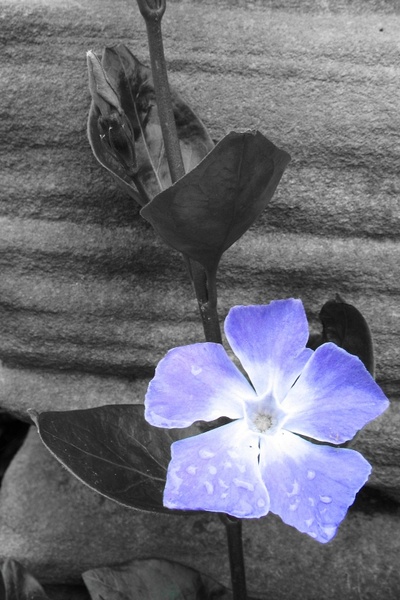 flower blue black