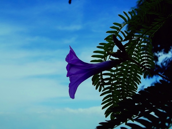 flower blue flora