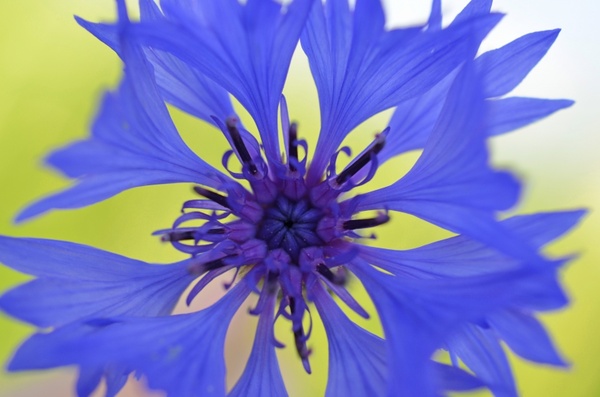 flower blue violet nature