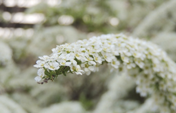 flower bush white