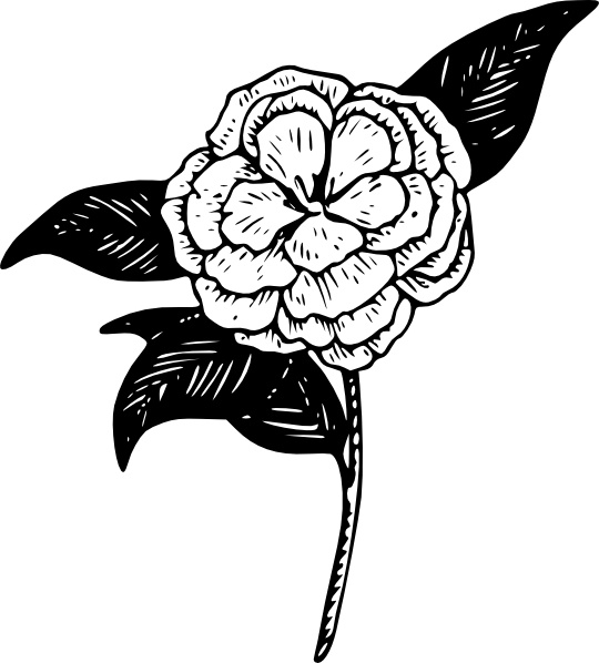 Flower Camellia clip art 