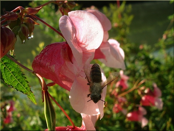 flower close bee 