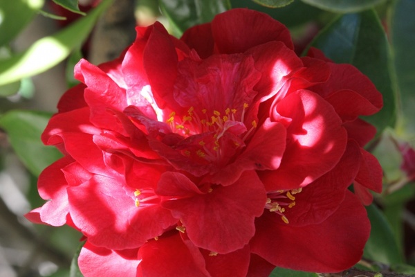 flower closeup red