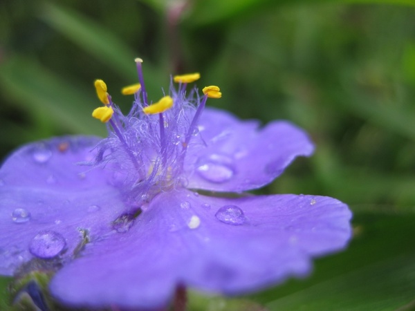 flower drop of water purple
