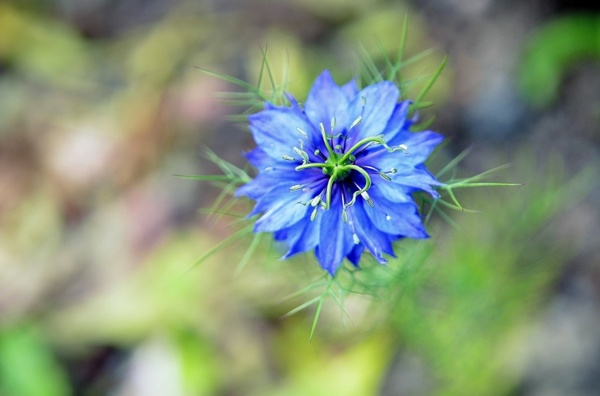 flower flowers blue
