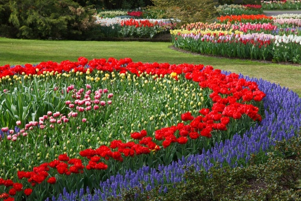 flower garden 