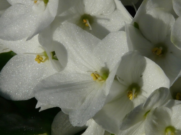 flower hydrangea inflorescence