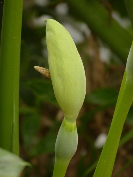 flower inflorescence involucral bract