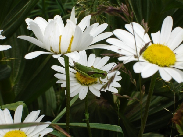 flower insect cricket