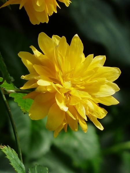 flower kerrie yellow