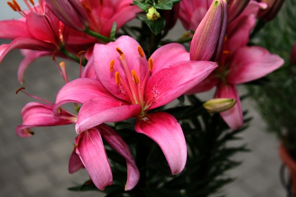 flower lilies color