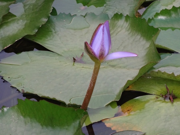flower lilypad pond