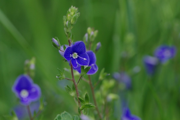 flower macro blue