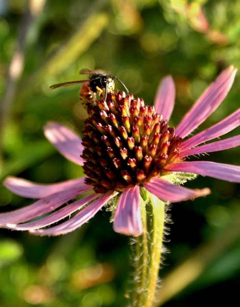 flower nature bee