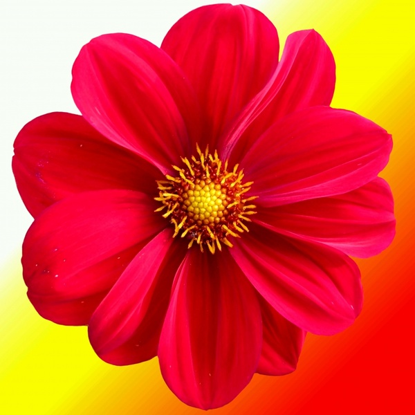 flower nature red